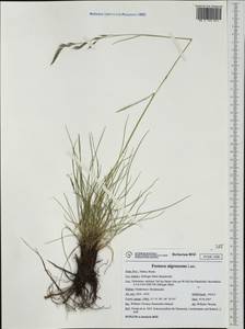 Festuca nigrescens Lam., Western Europe (EUR) (Italy)