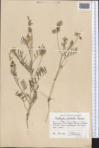 Onobrychis pulchella Schrenk, Middle Asia, Western Tian Shan & Karatau (M3) (Uzbekistan)