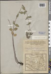 Origanum vulgare L., Eastern Europe, Eastern region (E10) (Russia)