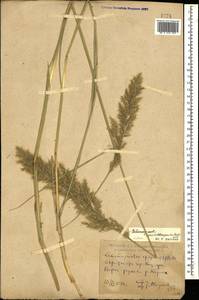 Calamagrostis pseudophragmites (Haller f.) Koeler, Caucasus, Dagestan (K2) (Russia)