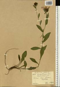 Centaurea jacea L., Eastern Europe, West Ukrainian region (E13) (Ukraine)