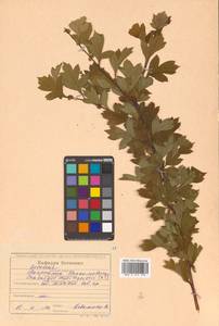 Crataegus maximowiczii C. K. Schneid., Siberia, Russian Far East (S6) (Russia)