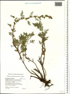 Artemisia stechmanniana Besser, Siberia, Altai & Sayany Mountains (S2) (Russia)