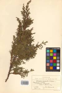 Juniperus chinensis var. sargentii A. Henry, Siberia, Russian Far East (S6) (Russia)