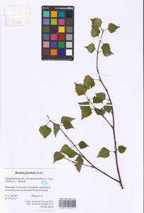 Betula pendula Roth, Eastern Europe, Eastern region (E10) (Russia)