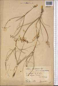 Allium borszczowii Regel, Middle Asia, Syr-Darian deserts & Kyzylkum (M7) (Uzbekistan)