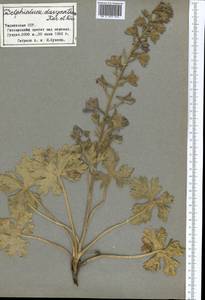 Delphinium dasyanthum Kar. & Kir., Middle Asia, Pamir & Pamiro-Alai (M2) (Tajikistan)