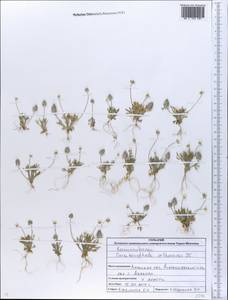 Ceratocephala orthoceras DC., Eastern Europe, North Ukrainian region (E11) (Ukraine)