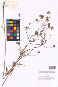 Cephalaria transsylvanica (L.) Schrad. ex Roem. & Schult., Eastern Europe, Rostov Oblast (E12a) (Russia)