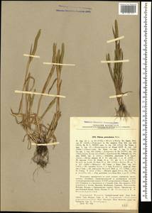 Phleum paniculatum Huds., Caucasus, Stavropol Krai, Karachay-Cherkessia & Kabardino-Balkaria (K1b) (Russia)