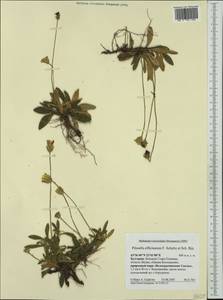 Pilosella officinarum Vaill., Western Europe (EUR) (Bulgaria)