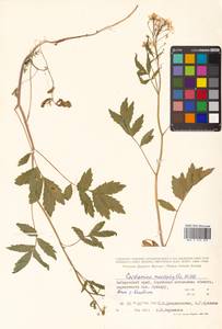 Cardamine macrophylla Willd., Siberia, Russian Far East (S6) (Russia)