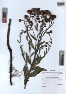 Cirsium arvense (L.) Scop., Siberia, Altai & Sayany Mountains (S2) (Russia)