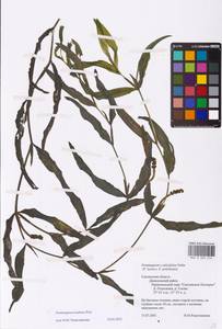 Potamogeton nodosus Poir., Eastern Europe, Western region (E3) (Russia)