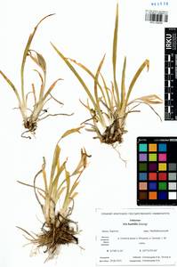 Iris humilis Georgi, Siberia, Baikal & Transbaikal region (S4) (Russia)