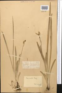 Iris bloudowii Ledeb., Middle Asia, Dzungarian Alatau & Tarbagatai (M5) (Kazakhstan)