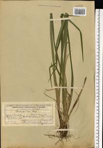 Carex pilosa Scop., Eastern Europe, Volga-Kama region (E7) (Russia)