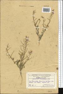 Malcolmia turkestanica Litv., Middle Asia, Western Tian Shan & Karatau (M3) (Kazakhstan)