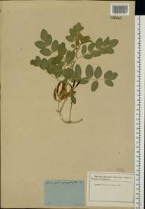 Astragalus glycyphyllos L., Eastern Europe, Moscow region (E4a) (Russia)