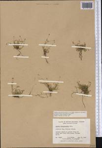 Sagina maxima subsp. crassicaulis (S. Wats.) G. E. Crow, America (AMER) (Canada)