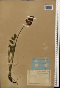 Hedysarum biebersteinii Zertova, Caucasus (no precise locality) (K0)