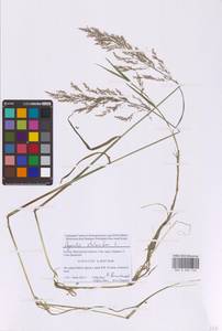 Agrostis stolonifera L., Eastern Europe, Moscow region (E4a) (Russia)