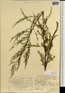 Artemisia dubia var. subdigitata (Mattf.) Y. R. Ling, Mongolia (MONG) (Mongolia)