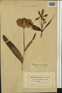Tulipa gesneriana L., Western Europe (EUR) (Not classified)
