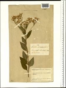 Senecio nemorensis L., Siberia, Altai & Sayany Mountains (S2) (Russia)