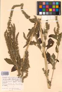 Amaranthus powellii S. Watson, Eastern Europe, Moldova (E13a) (Moldova)