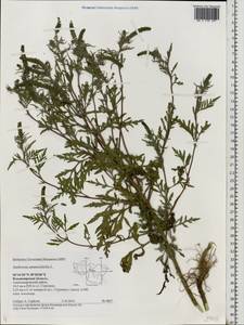 Ambrosia artemisiifolia L., Eastern Europe, Central region (E4) (Russia)