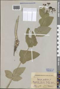 Smyrnium perfoliatum L., Caucasus, Krasnodar Krai & Adygea (K1a) (Russia)