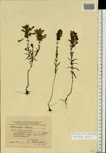 Rhinanthus serotinus var. vernalis (N. W. Zinger) Janch., Eastern Europe, Belarus (E3a) (Belarus)