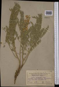 Sophora pachycarpa C.A.Mey., Middle Asia, Western Tian Shan & Karatau (M3) (Kazakhstan)