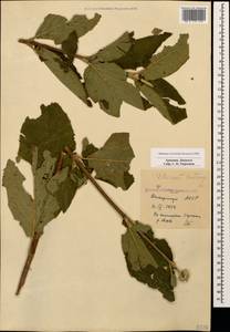 Viburnum lantana L., Caucasus, Armenia (K5) (Armenia)