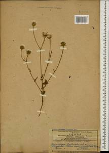 Crepis foetida subsp. rhoeadifolia (M. Bieb.) Celak., Caucasus, Azerbaijan (K6) (Azerbaijan)