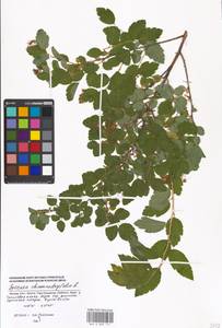 Spiraea chamaedryfolia L., Eastern Europe, Moscow region (E4a) (Russia)