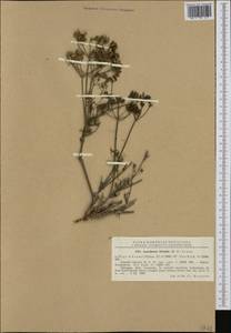 Astrodaucus littoralis (M. Bieb.) Drude, Western Europe (EUR) (Romania)