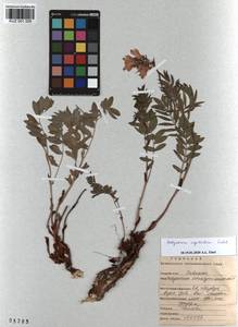 KUZ 001 328, Hedysarum neglectum Ledeb., Siberia, Altai & Sayany Mountains (S2) (Russia)