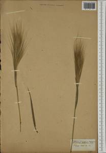 Bromus diandrus Roth, Western Europe (EUR) (Not classified)