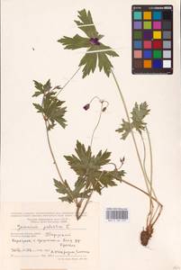 Geranium palustre L., Eastern Europe, Central region (E4) (Russia)