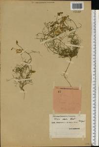 Vicia villosa subsp. varia (Host)Corb., Eastern Europe, South Ukrainian region (E12) (Ukraine)