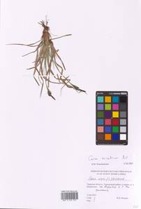 Carex ericetorum Pollich, Eastern Europe, North-Western region (E2) (Russia)