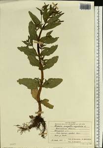 Veronica anagallis-aquatica L., Eastern Europe, Central forest region (E5) (Russia)
