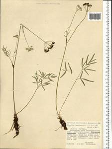 Ostericum maximowiczii (F. Schmidt) Kitag., Siberia, Russian Far East (S6) (Russia)