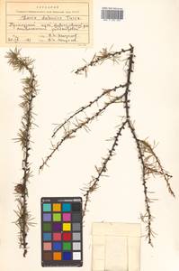 Larix gmelinii var. gmelinii, Siberia, Russian Far East (S6) (Russia)