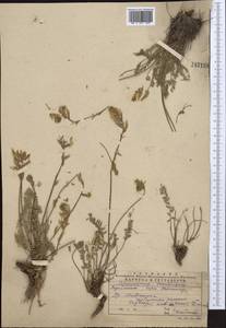 Oxytropis aulieatensis Vved., Middle Asia, Western Tian Shan & Karatau (M3) (Kazakhstan)