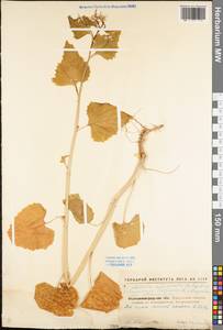 Alliaria petiolata (M. Bieb.) Cavara & Grande, Eastern Europe, North Ukrainian region (E11) (Ukraine)