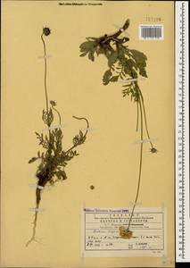 Scabiosa bipinnata K. Koch, Caucasus, Georgia (K4) (Georgia)