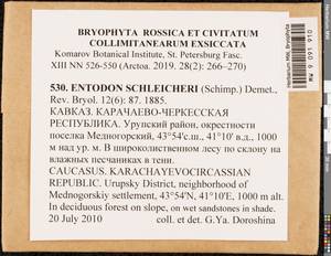 Entodon schleicheri (Schimp.) Demet., Bryophytes, Bryophytes - North Caucasus & Ciscaucasia (B12) (Russia)